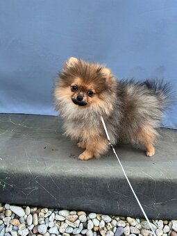 Pomeranian s PP., Chovateľská stanica nucháčik Poms - 2
