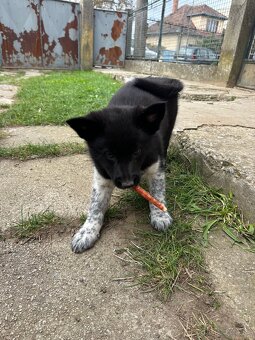 Darujem šteniatka - 2