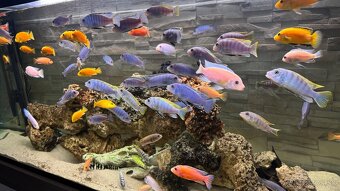 Africke cichlidy - 2