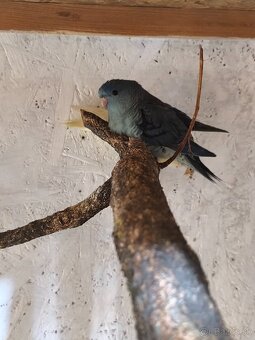 Aymara pruhovaný - 2