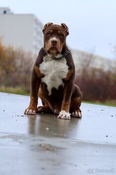 American bully XL, pitbull xxl - 2