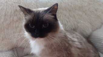 ragdoll,radgoll,mačatá predané na predal len dospelé mačky - 2