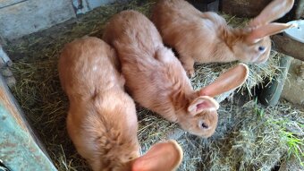 Burgundský králik - 2