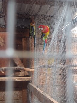 Exotické vtáctvo , rozely - 2