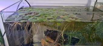 Darujem vodné rastliny do akvária - 2