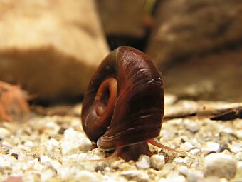 Slimák Kotúľka - 2