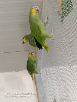 Amazonan venezuelský - 2