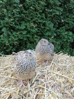 Japonská prepelica - 2