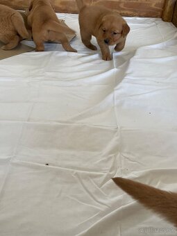 Zlaty retriever, Golden retriever - 2