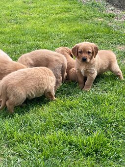 Zlaty retriever, Golden retriever - 2