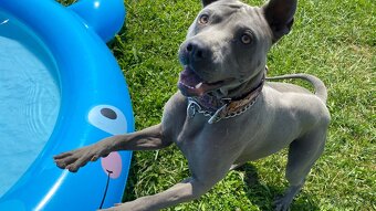 Predám Thai Ridgeback Dog, chovného psa FCI - 2