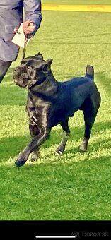 Cane Corso na krytie - 2