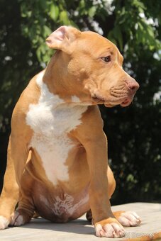 American Bully XL - 2