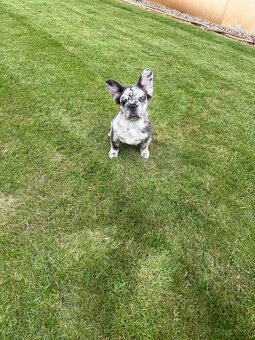 Francuzsky buldoček blue merle fluffy fenka, isabella fenka - 2