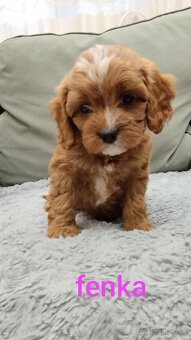 Cavapoo - 2