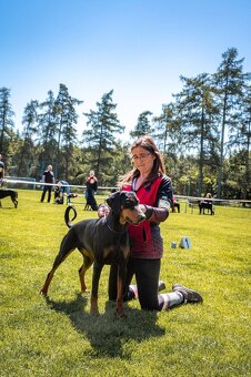 Doberman - štěňata s PP, možnost rezervace - 2