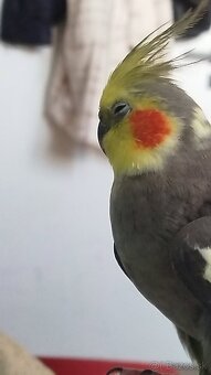 Korela Alexander Veľký - 2