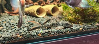 Squaliforma emarginata L011 - 2