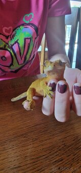 Pagekon riasnatý - PREDÁM - 2