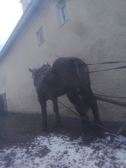 Predám ťažného žrebca - 2