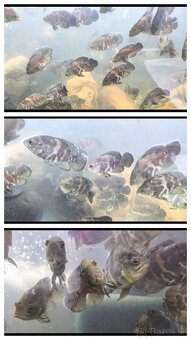 TITÁN FISH - 2