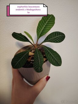 Phylodendron imperial red, konsetra anadnsoni mint - 2