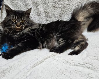 Maine coon, mainská mývalia mačka - 2