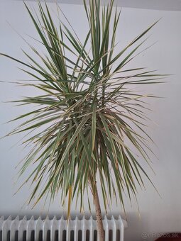 izbová rastlina Dracéna lemovaná - 2