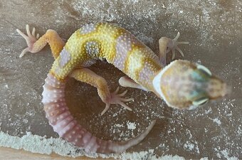 Gekončík nočný - Eublepharis macularius - 2