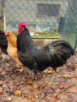 Australorpka čierna - 2