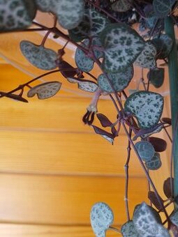 Ceropegia woodii - 2