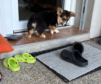 Welsh Corgi Pembroke - 2