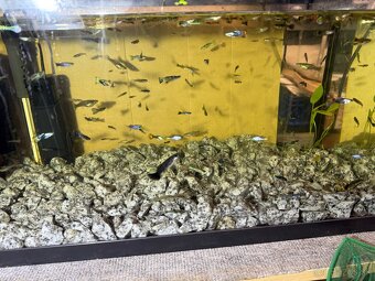 predám Gupky a Endlerky - 2