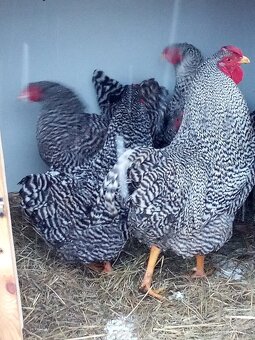 NV Oravky pásikavej (krahulcovej) - 2