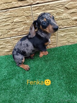 Jazveĉík trpaslicí - 2