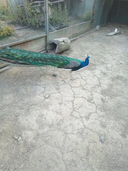 Vymením pávy  za pomaranske husi - 2