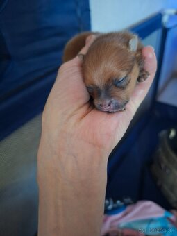 Beriem rezervaciu na pomeraniana - 2