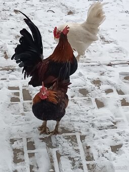 Kohút liliputky - 2