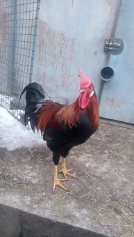 Kohút Vlaska jarabicia - 2