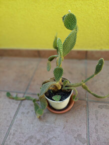 Predám staršie kaktusy - 2