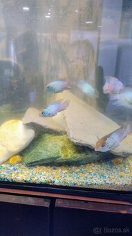 Akvárium - 2