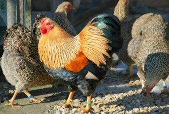 Nasadové vajcia kohuty wyandotka oranžová vlnitá zdrobnena - 2