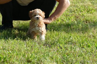 Mini Maltipoo - 2