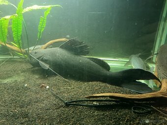 Leiarius pictus - 2