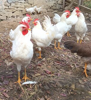 kohút leghorn - 2