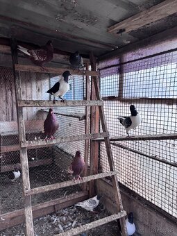 Holuby na predaj - 2