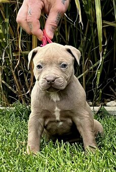 AMERICAN BULLY ODBER HNED - 2