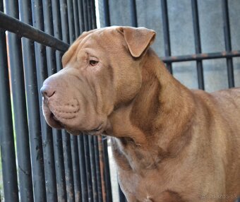 American bully xl / sharpei - 2