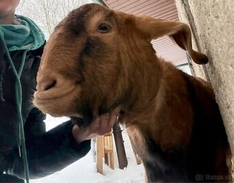 Vysokopodielovy cap 1rok - 2