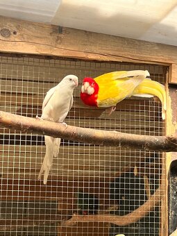 Papagáj Spevavy 2019 samica - 2